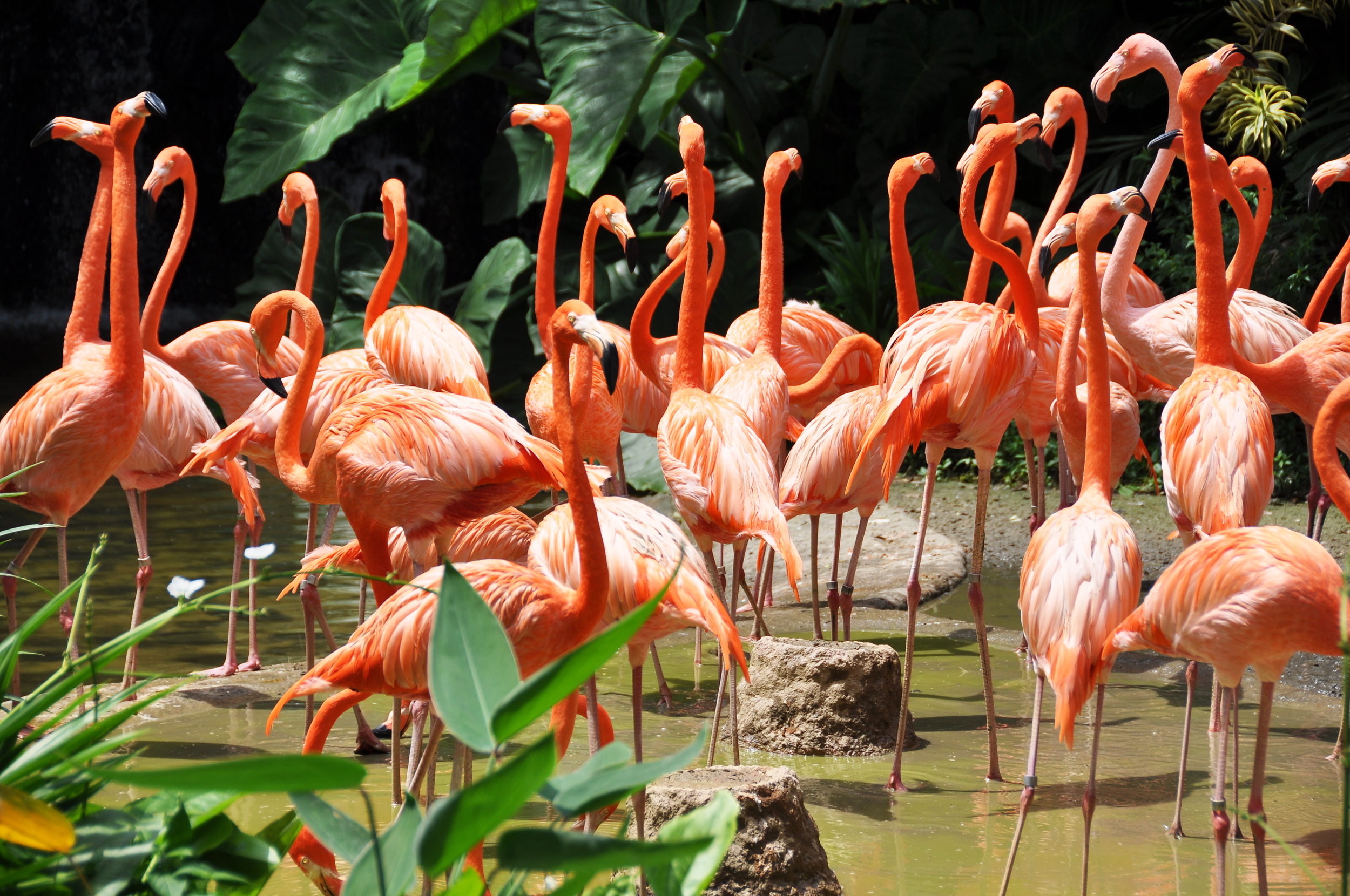 https://d3r8gwkgo0io6y.cloudfront.net/upload/flocks flamingos.jpg